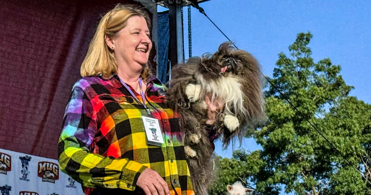 Wild Thang wins world's ugliest dog contest in Petaluma