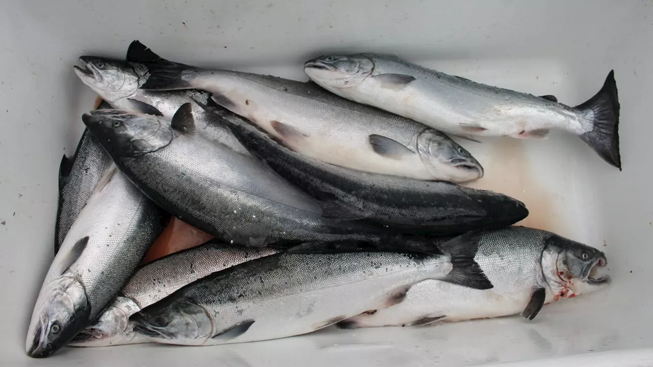 Much of Juneau’s king salmon fishery will close this summer, because of a 2020 landslide