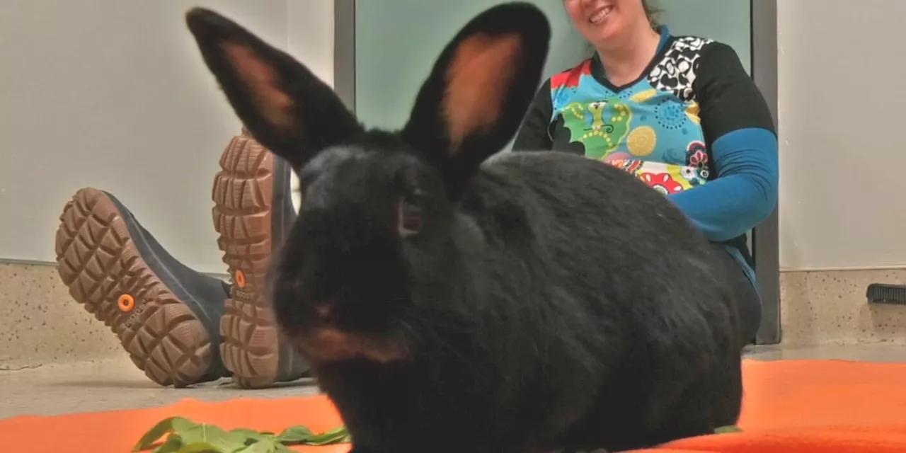 Pet of the Week: Clooney