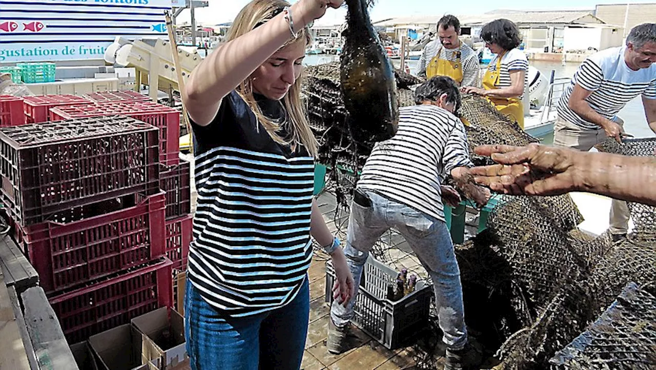 À Leucate, 1 000 bouteilles parmi 100 000 huîtres pour sublimer le vin