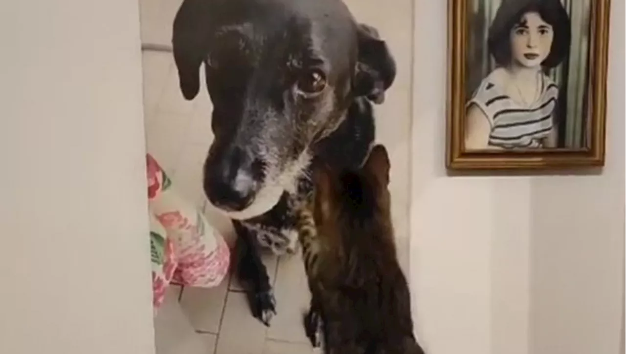 Il cane Cleo non c'è più, il gatto Groot si allunga ad accarezzare un suo quadro