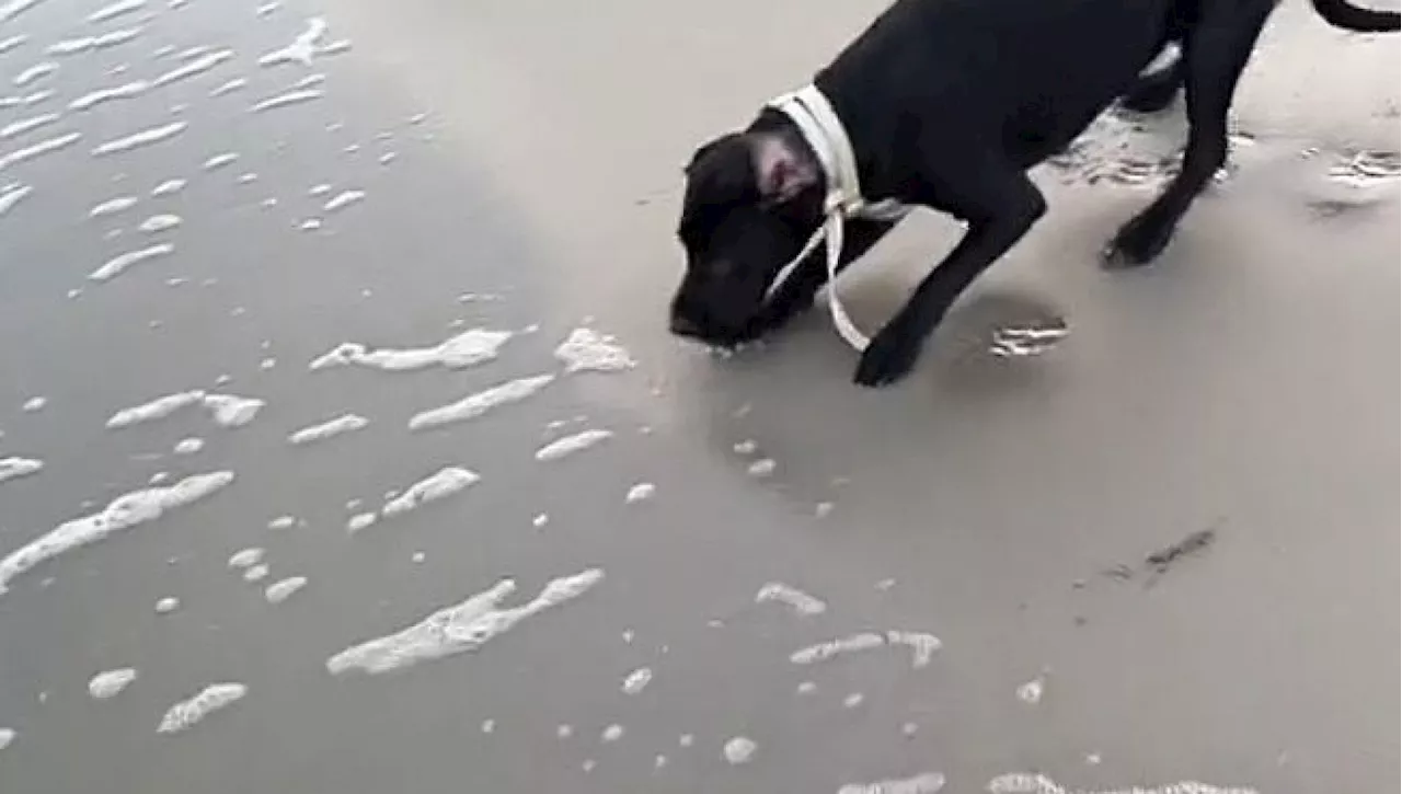 Porta il cane Skippy al mare per la prima volta: la sua reazione è impareggiabile