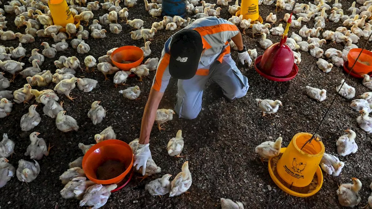 Antisipasi Penularan Flu Burung, Hindari Konsumsi Unggas yang Sakit