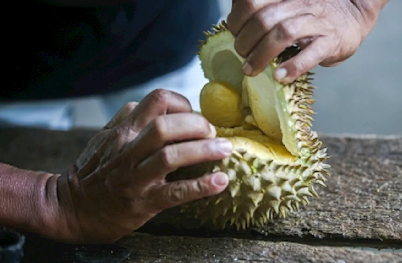 Agriculture minister urges Fama to boost durian kampung exports to China