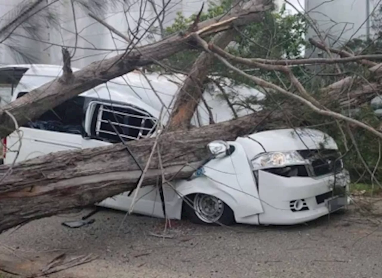 Police: Falling tree crushes van in Lahad Datu, kills police corporal