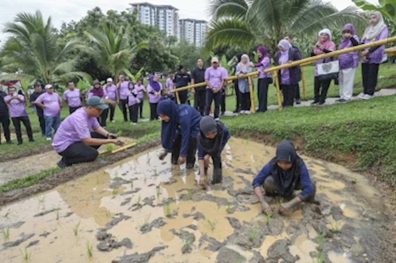 Putrajaya's Parks Day draws thousands of visitors with kampung life showcase on sowing paddy, catching eels, stirring 'dodol'