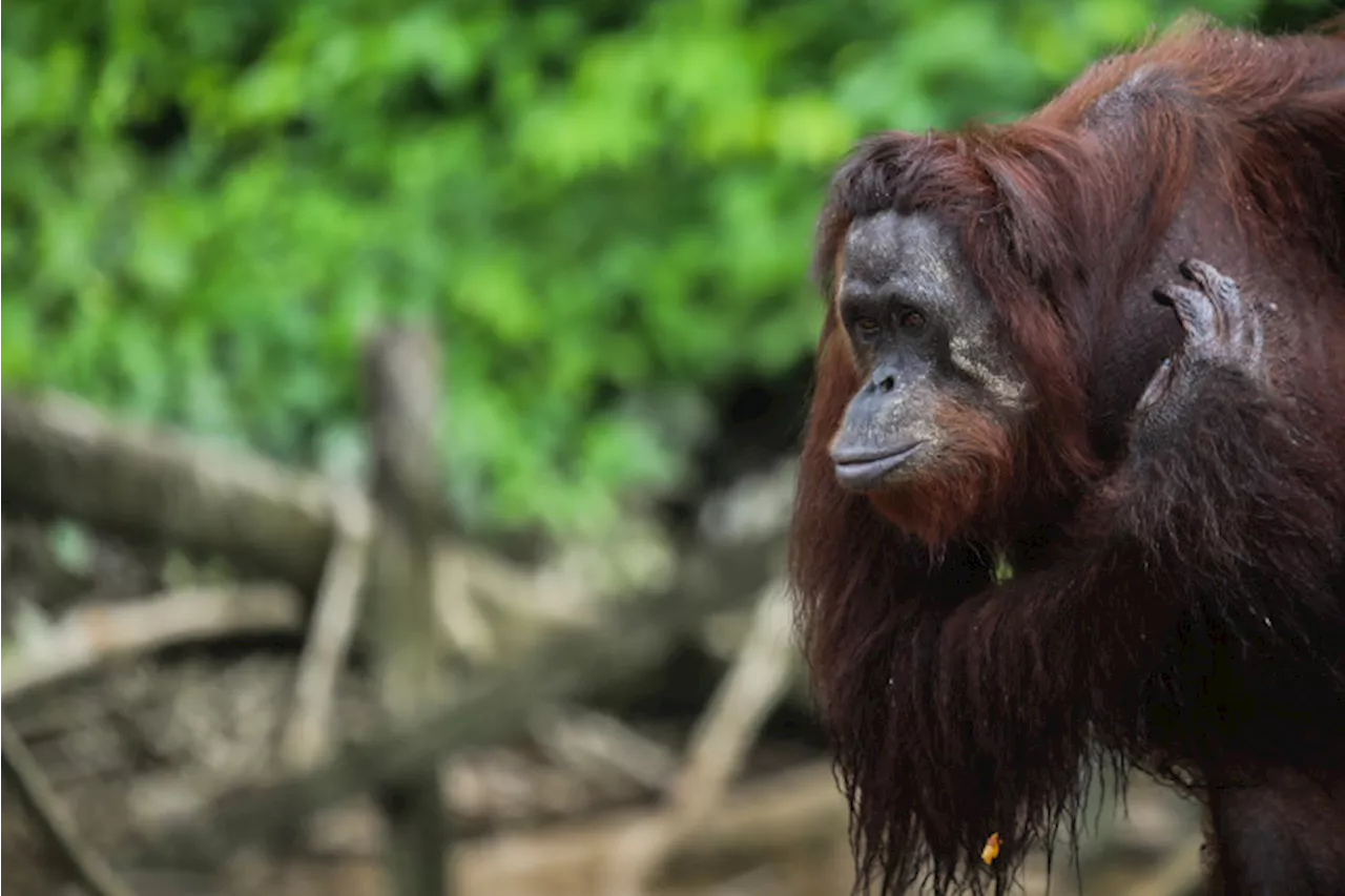 Empat Orangutan Dilepasliarkan di Hutan Lindung Gunung Batu Mesangat