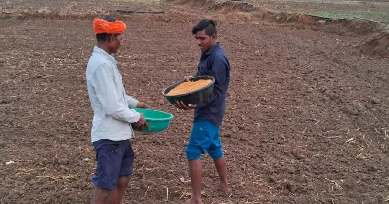 Monsoon Updates: मौसम विभाग ने दी बड़ी खुशखबरी, प्रदेश के कई जिलों में शुरू हुई धान की खेती