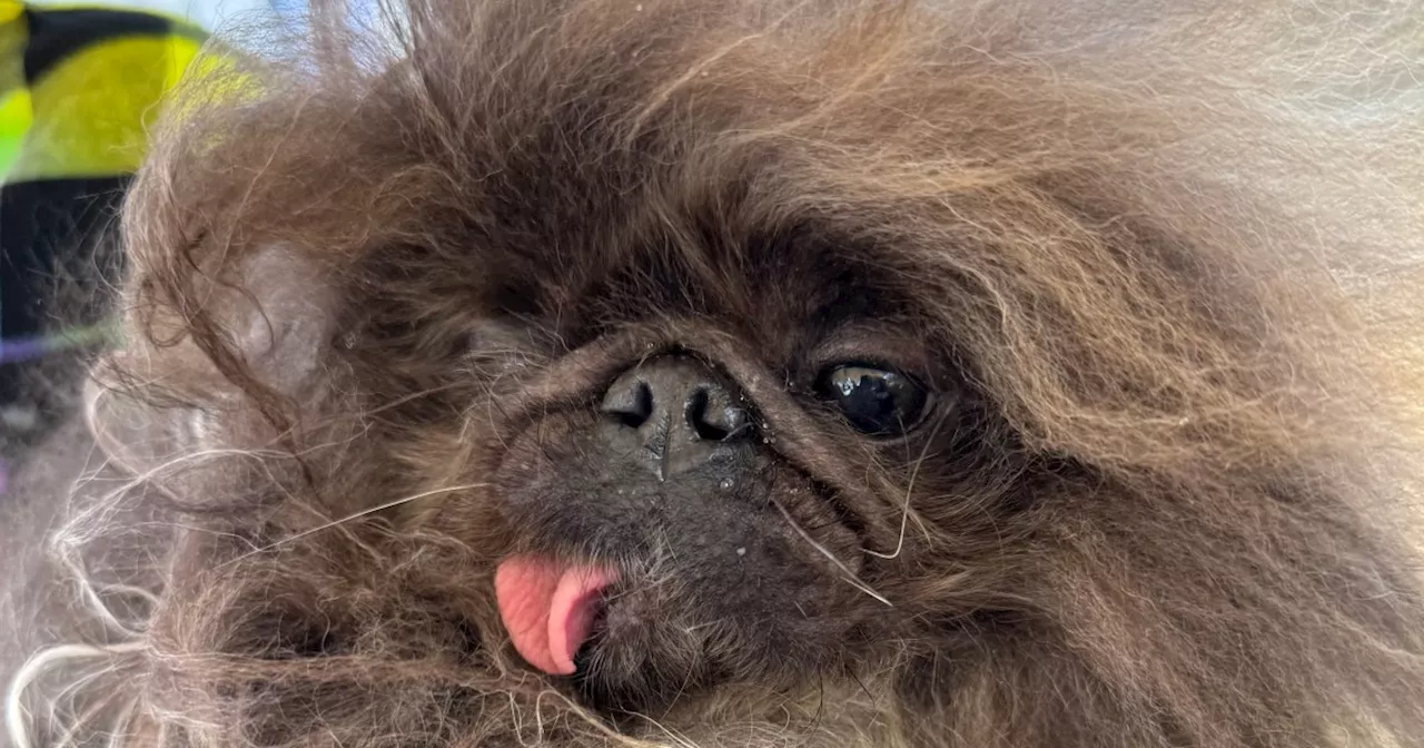 Wild Thang wins the 2024 'World’s Ugliest Dog' contest