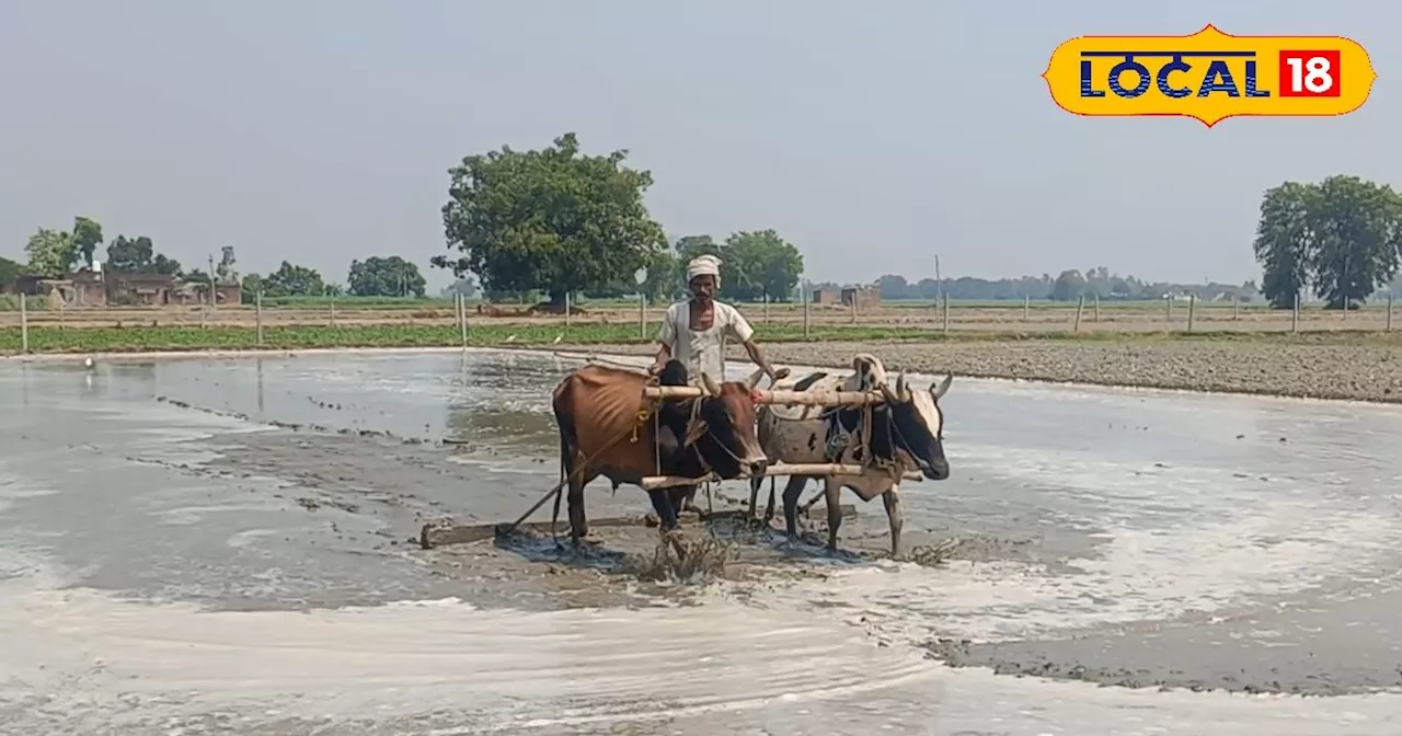 मानसून से पहले जरूर करें खेतों में ये काम, नहीं तो जमीन हो जाएगी बंजर, होगा बड़ा नुकसान