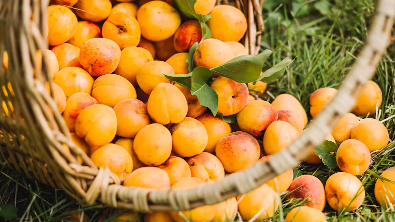 Marillenbauern blicken der Ernte „zuversichtlich“ entgegen