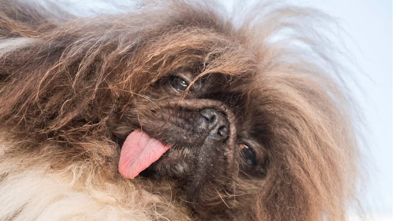 Super fluffy 8-year-old Pekingese Wild Thang wins 2024 World's Ugliest Dog contest