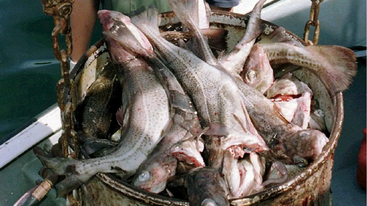 FFAW calls for Prime Minister to affirm 115,000mt Commitment for cod