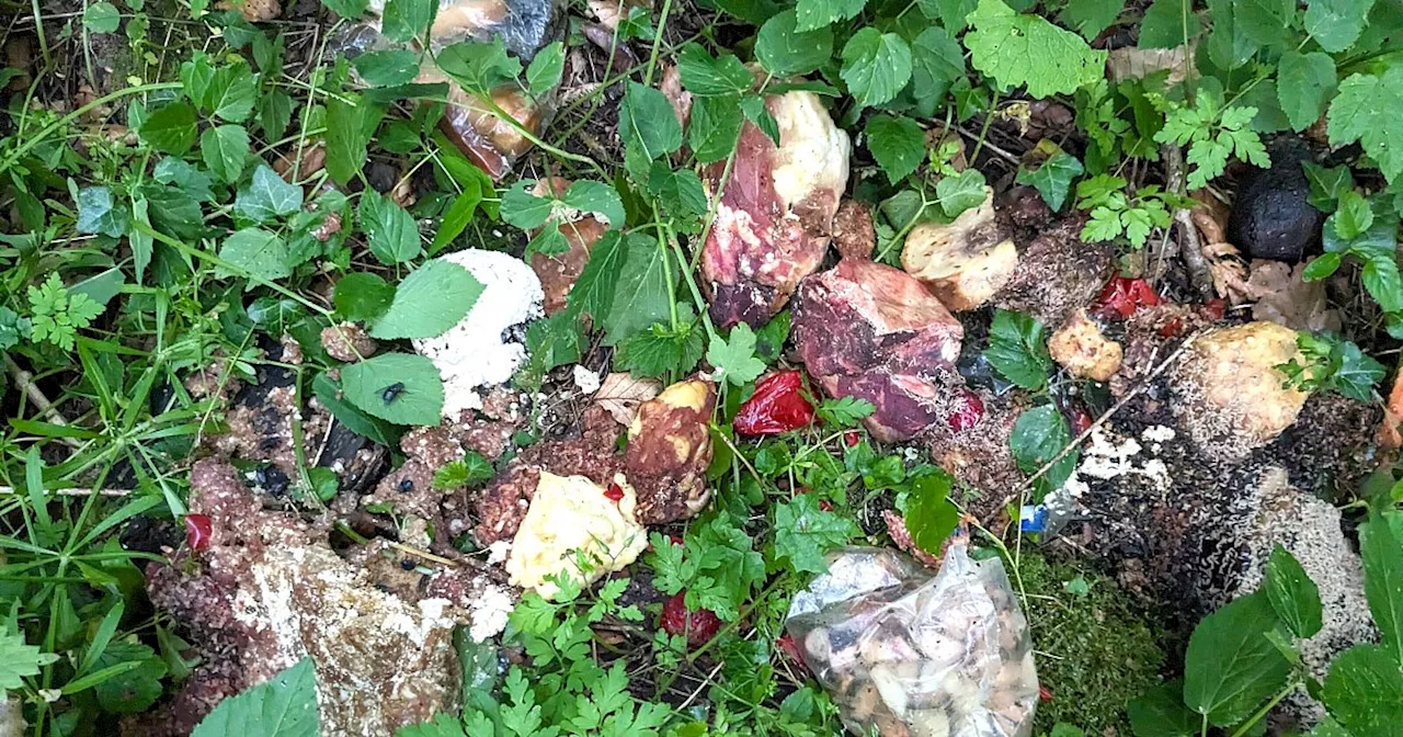 Wilder Müll: Verwesungsgeruch im Wald in Preußisch Oldendorf