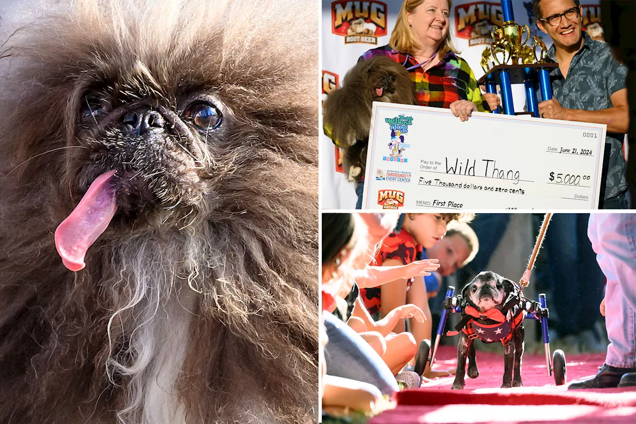 Pekingese dubbed Wild Thang wins world's ugliest dog contest