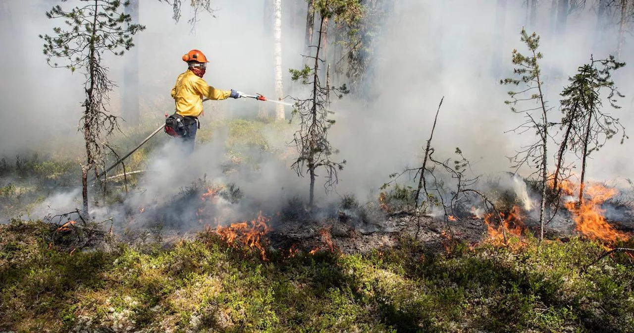 Jämtlands skogar behöver brinna i sommar