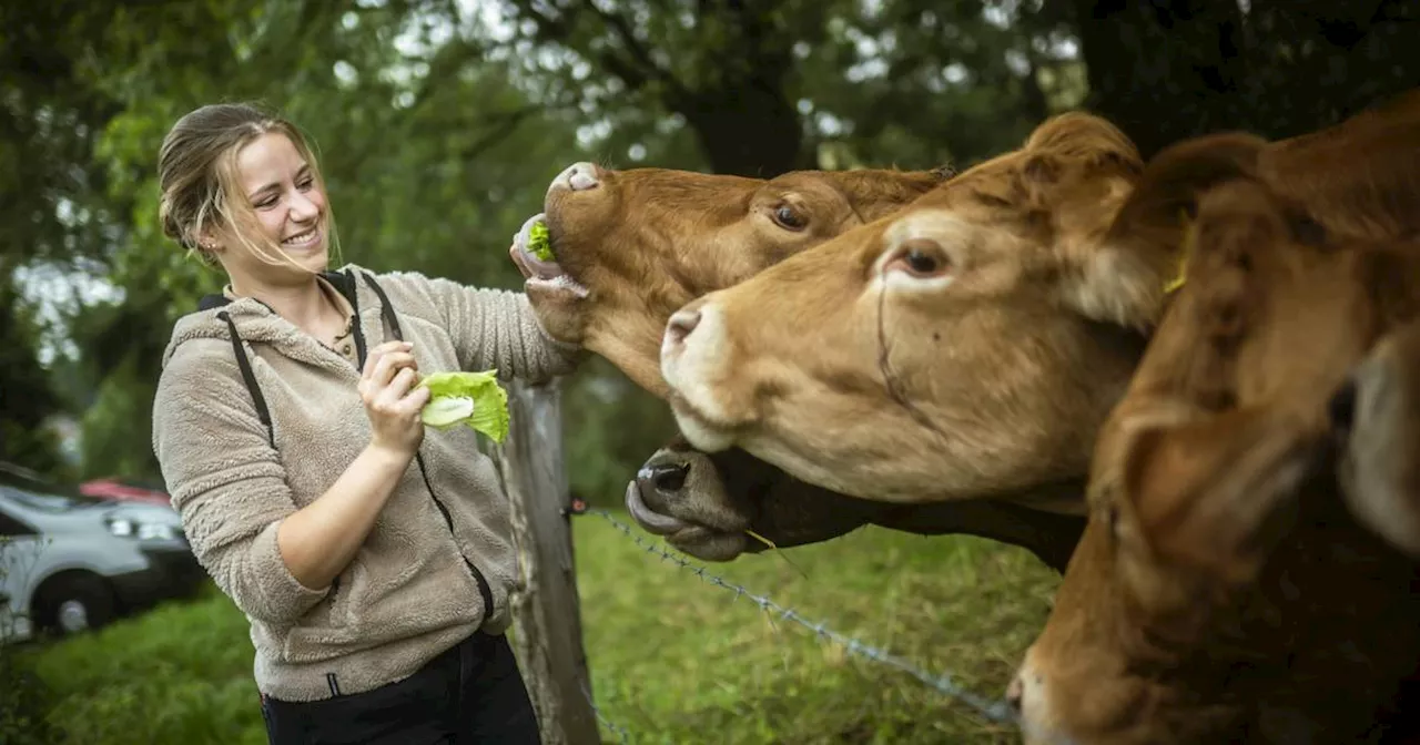 Hofläden in Düsseldorf: Kartoffeln, Eier, Rindfleisch – vom Bauern in der Stadt​