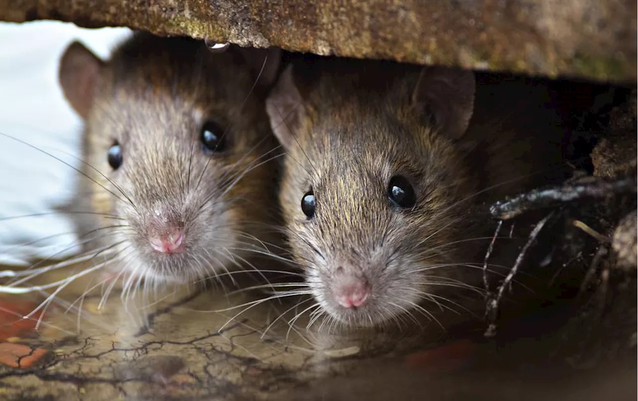 Mehr als 2300 Ratten gehortet: Rekord bei Animal Hoarding