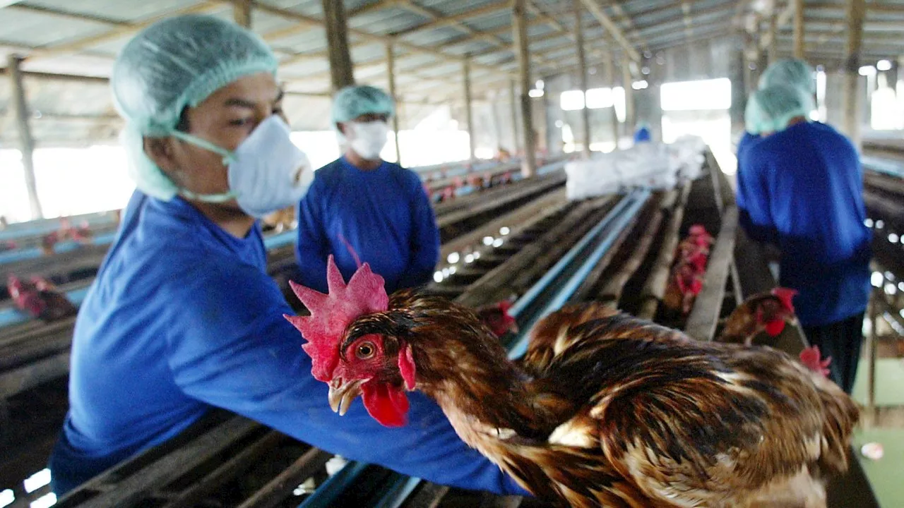 Bird flu detected at second NSW farm