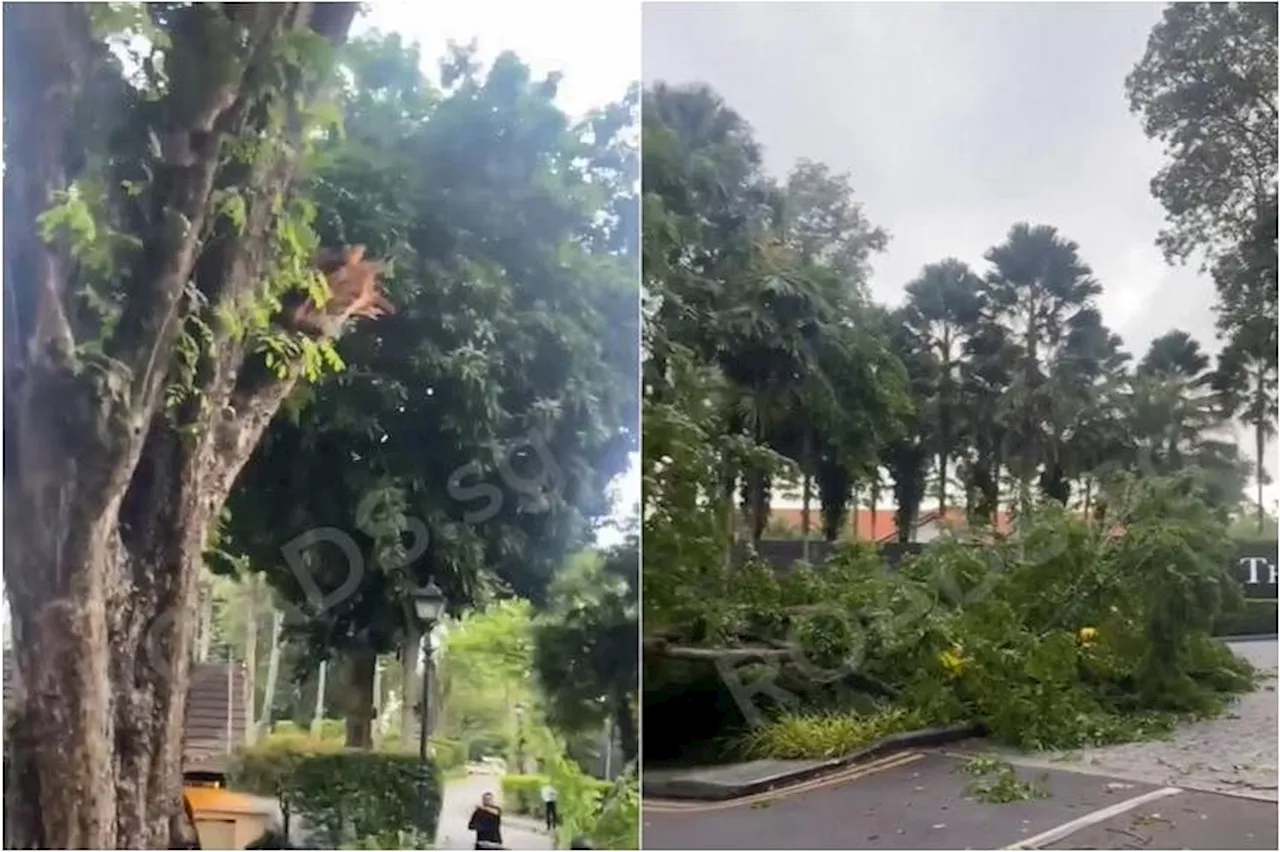 Heavier rain, stronger winds prompt closer checks on trees on Sentosa, mainland S’pore