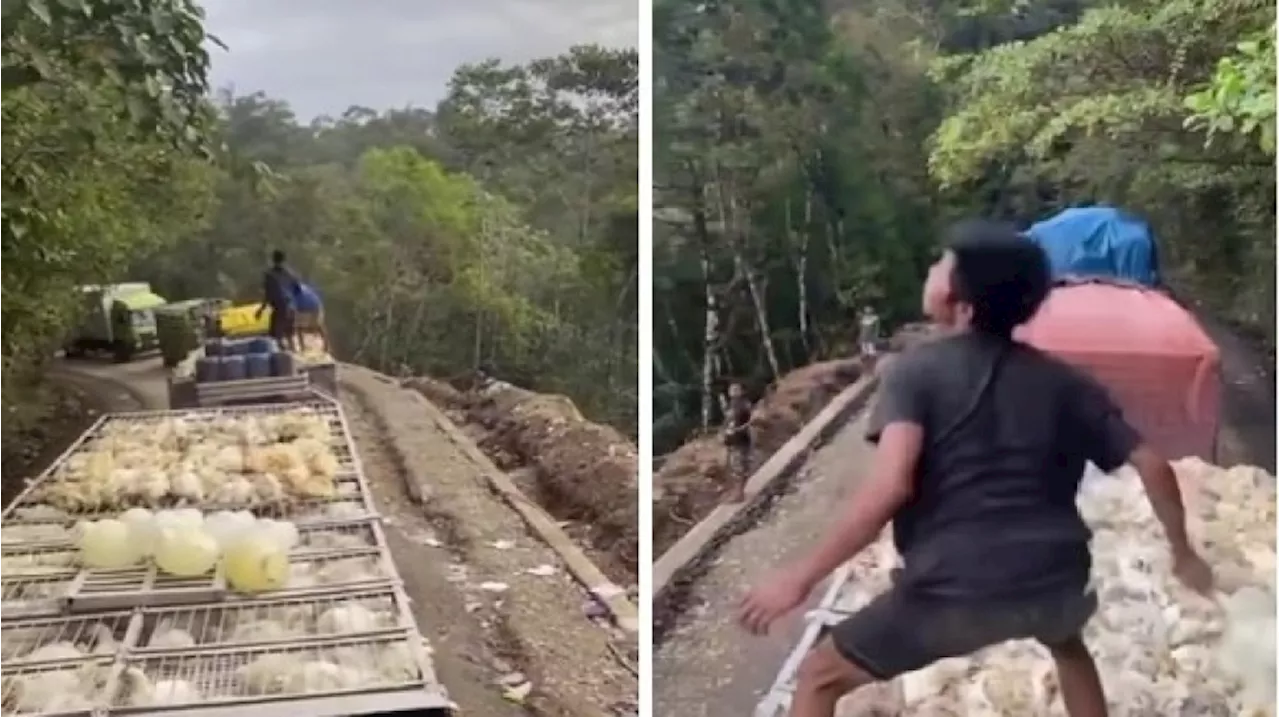 Viral Ratusan Ekor Ayam Mati Dibuang ke Jurang Luwu Timur, Ini Penyebabnya