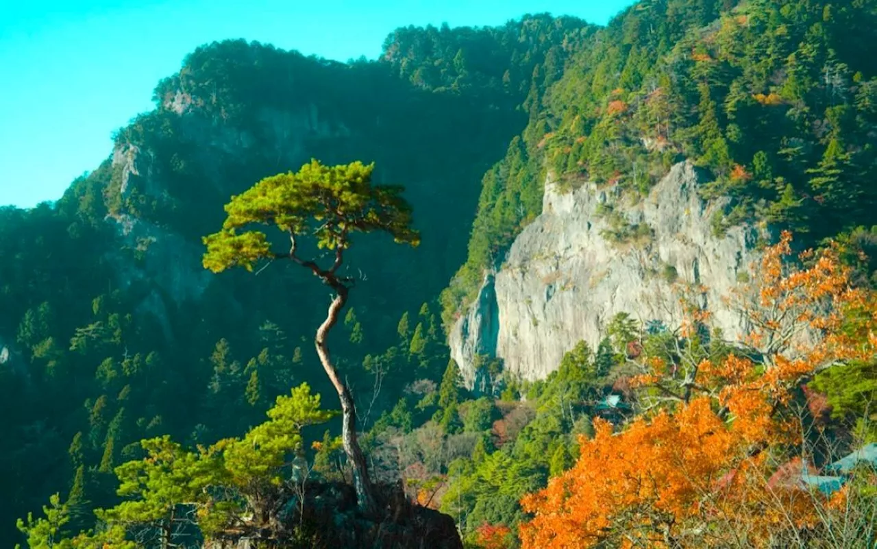 Leave nothing but footprints with Japanese nature walks