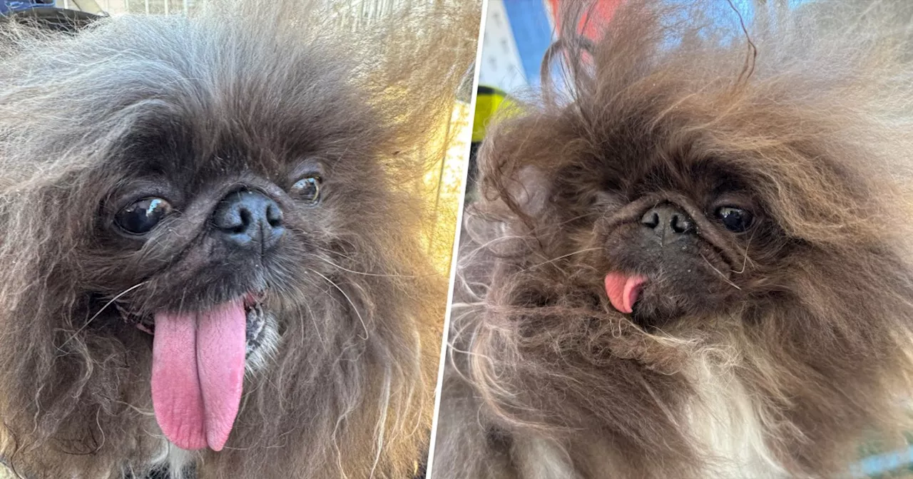 2024 'World's Ugliest Dog' Contest: Meet the Winner Wild Thang