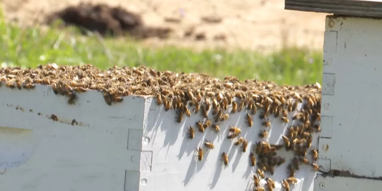 Identifying ‘killer bees’ and how to handle them