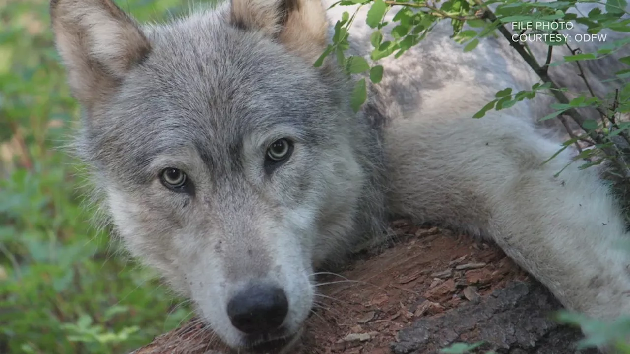 Wolf pup could be 9 weeks old, Colorado biologist says