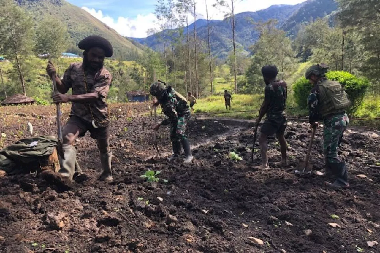 Koops TNI Habema bercocok tanam bersama masyarakat Puncak