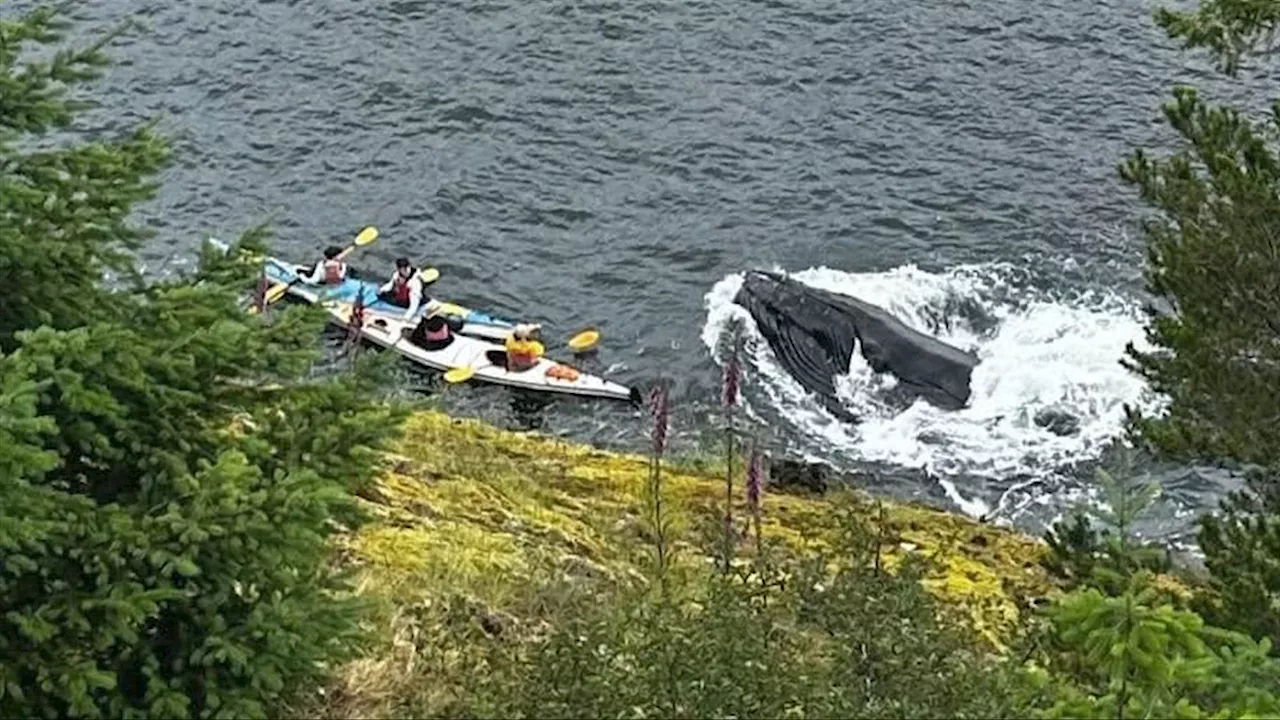 Viral videos of whale close-ups not good for whales or tourist expectations, say operators