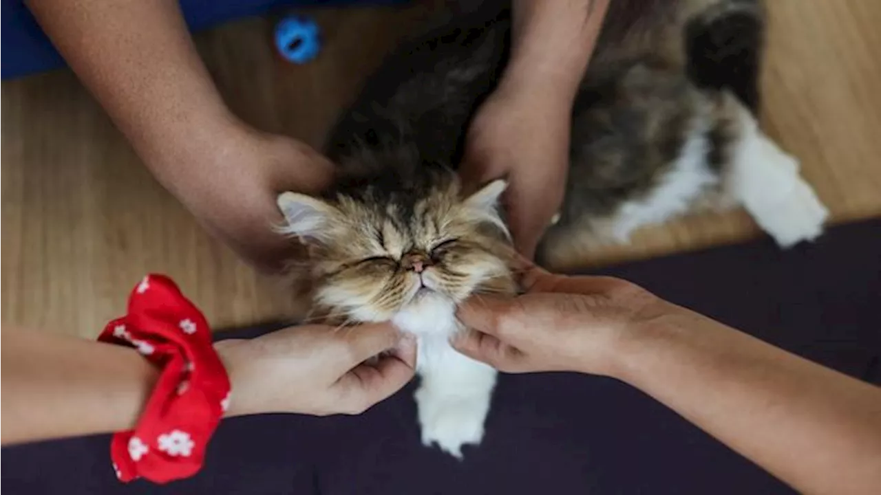 Motif Pelaku Paku Kucing hingga Tewas di Malang: Suka BAB Sembarangan