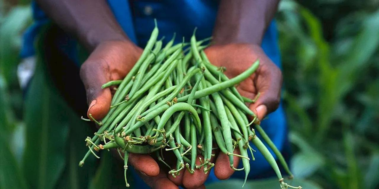 In the Year of Climate Finance, We Need to See Billions Flow Towards Transforming Our Food Systems