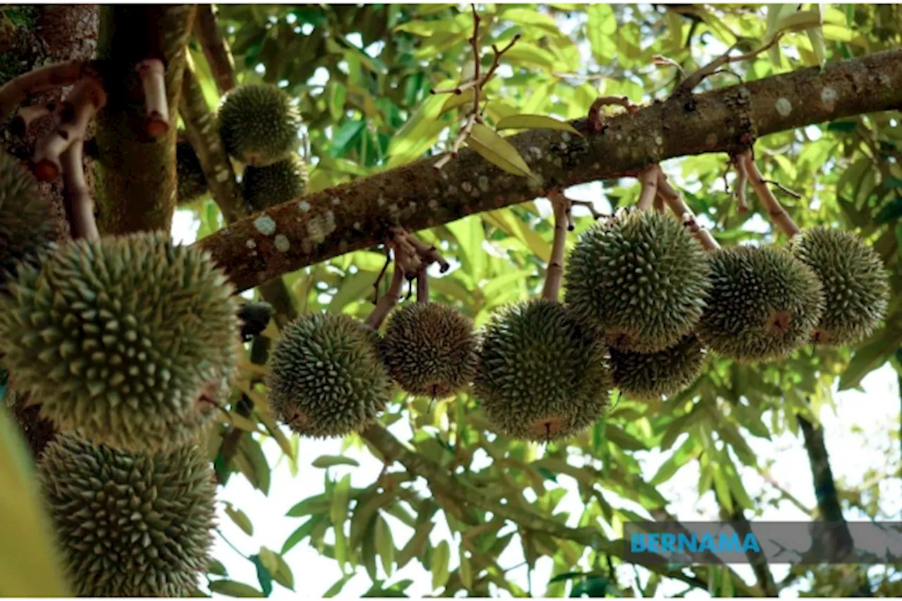 Fama asked to facilitate durian kampung export to China