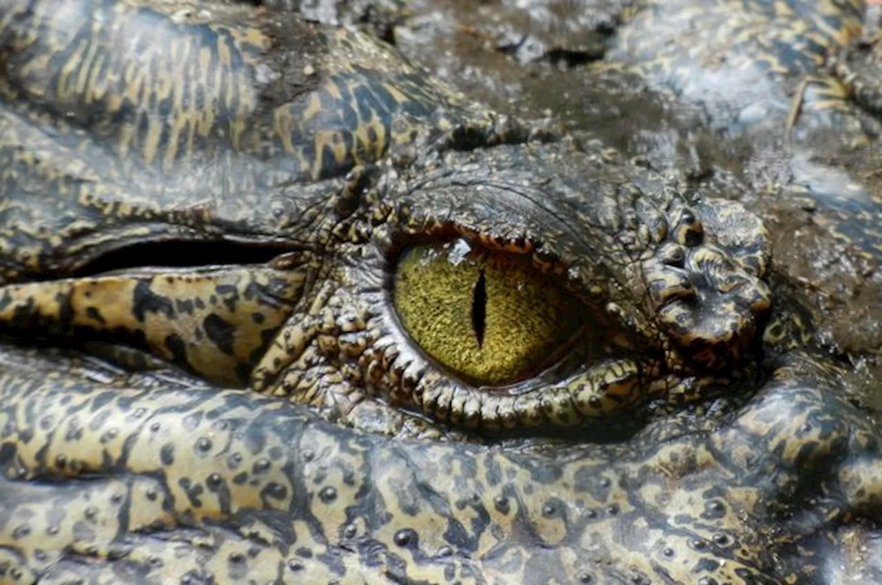 Sandakan boy dies after crocodile attack in village river