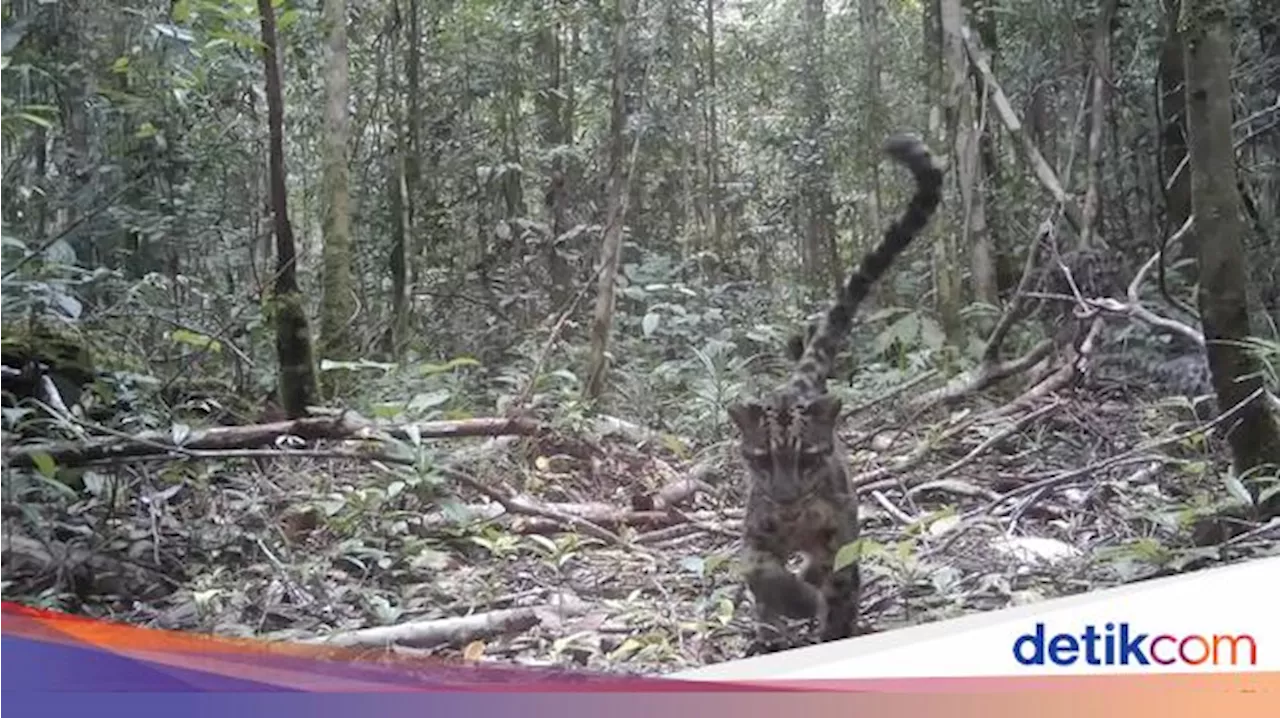 Langka! Momen Macan Dahan Kalimantan yang Misterius Tertangkap Kamera