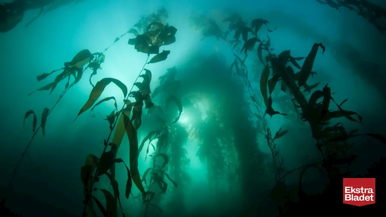 Verdens ældste havplante fundet i Østersøen