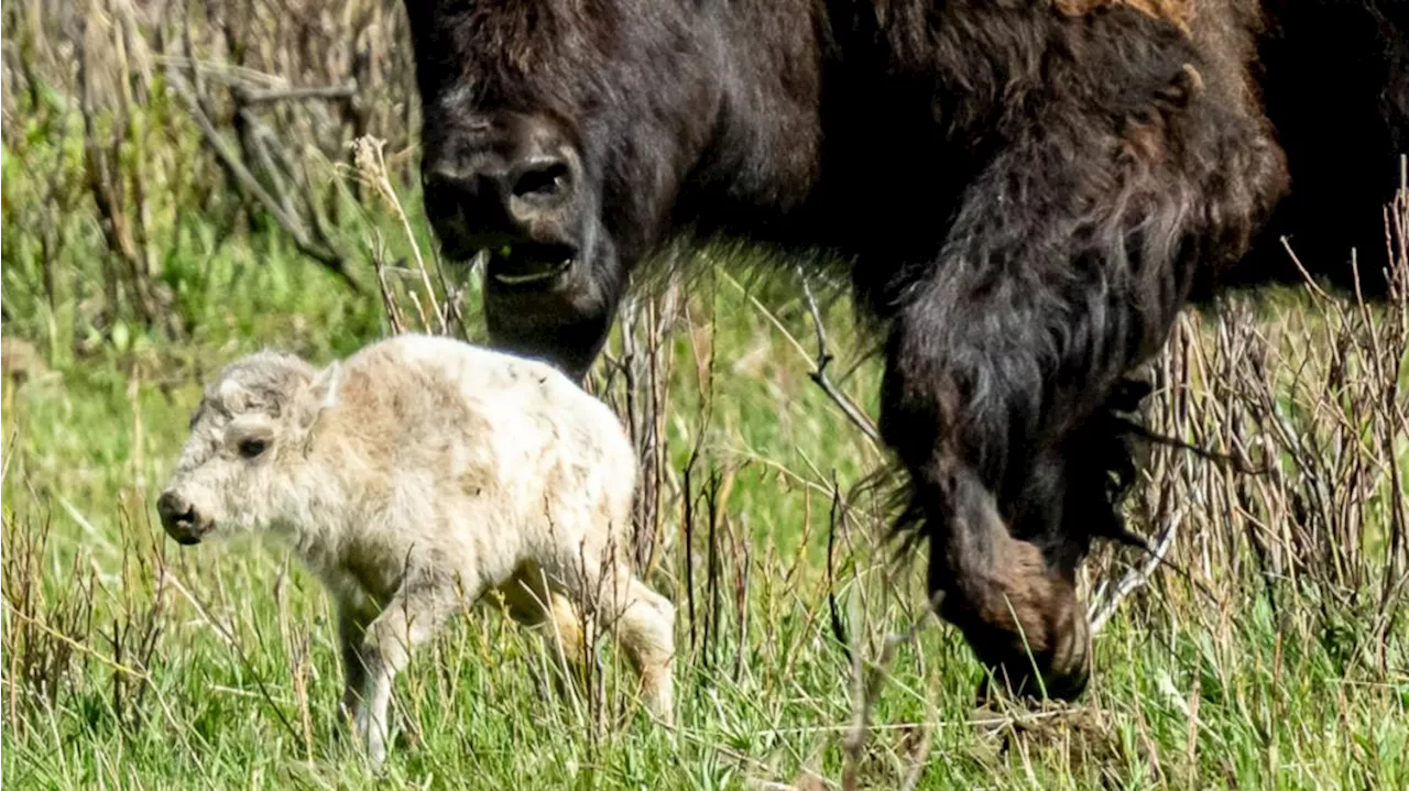 Reported birth of rare white buffalo calf in Yellowstone park fulfills Lakota prophecy