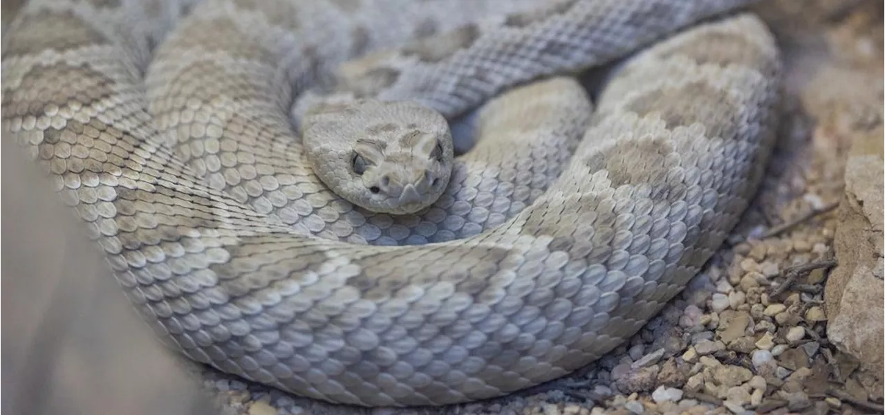 Why The World’s Rarest Rattlesnake Is A ‘Scientific Masterpiece’—According To This Herpetologist