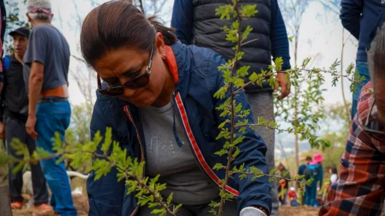 Aleida Alavez realiza reforestación del Cerro de la Estrella