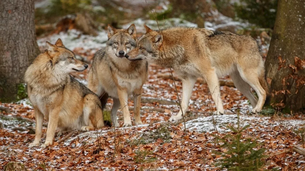 Manada de lobos ataca a mujer en zoológico de Francia; la víctima se reporta grave