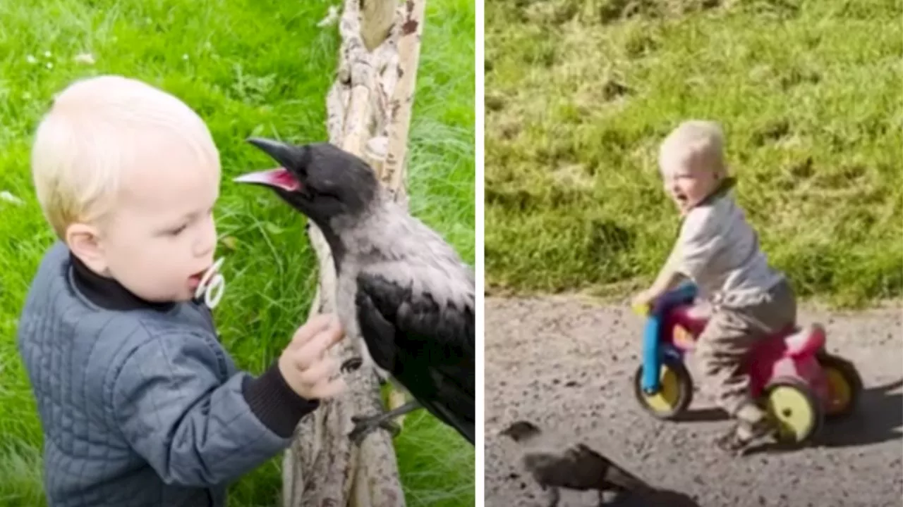 Ternurita: así es la conmovedora amistad entre un niño pequeño y un cuervo mejor conocido como “Russell”