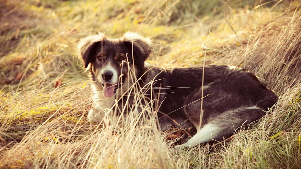 Dieser stille Feind lauert auf deinen Hund im Kornfeld