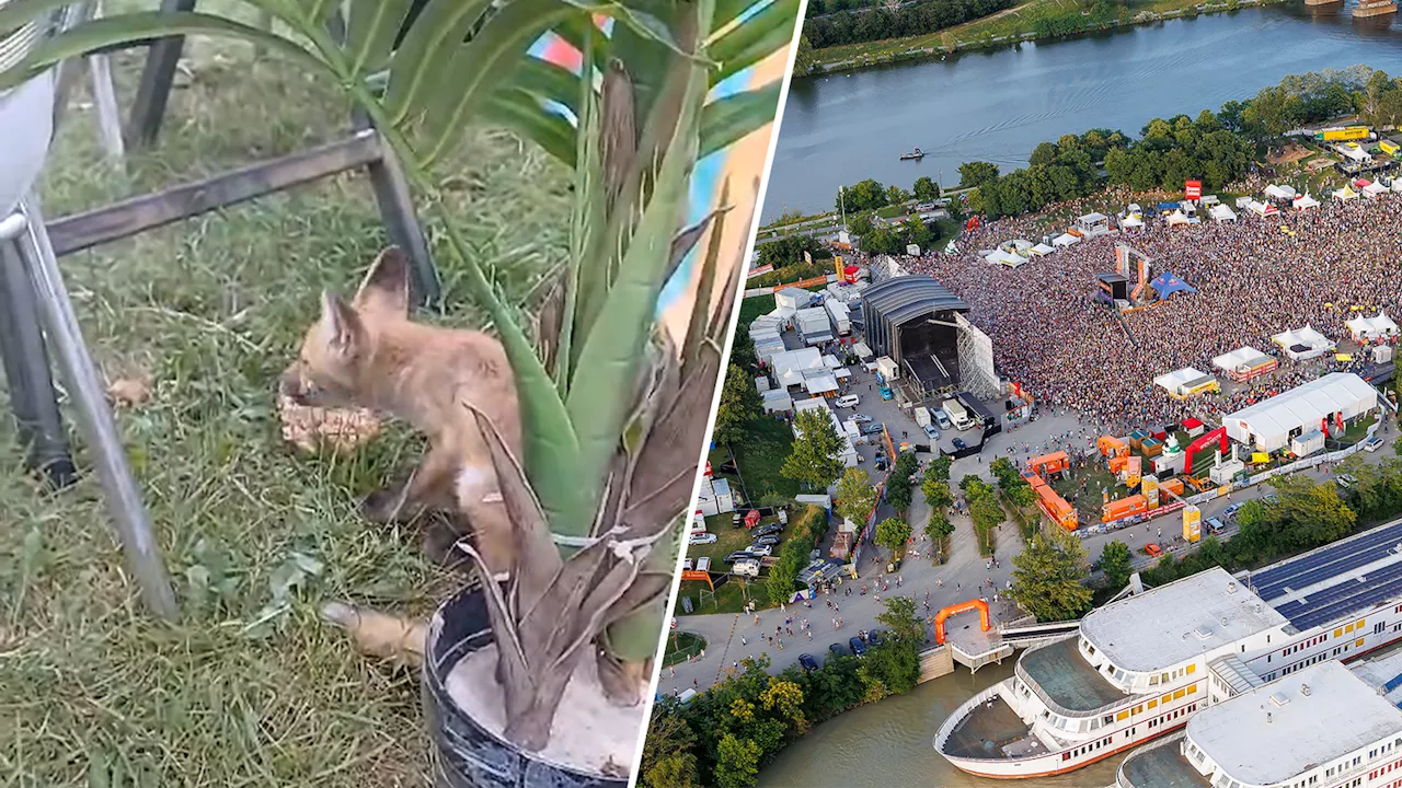 Party-Fuchs gönnt sich beim Donauinselfest eine Pizza