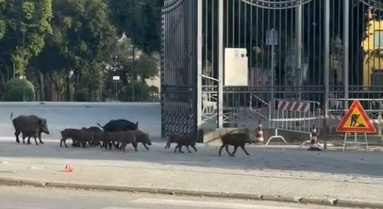 Invasione di cinghiali, Comune ha un piano: «Useremo la telenarcosi»