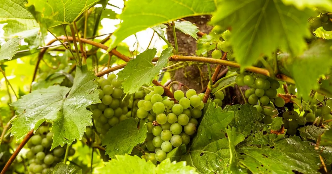 Could I grow my own grapes and make my own wine?