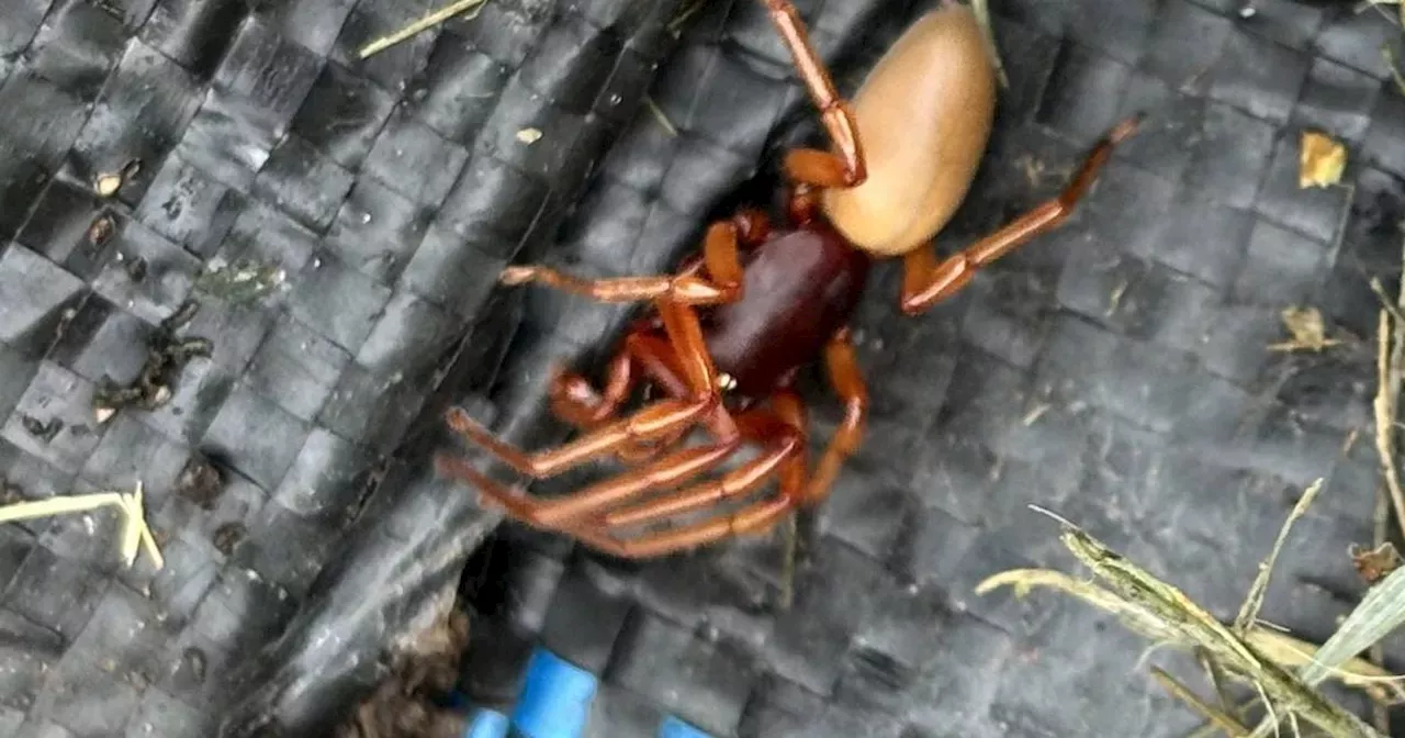 Eye-on-nature: What Is This Creature I Found Under A Greenhouse Pot 