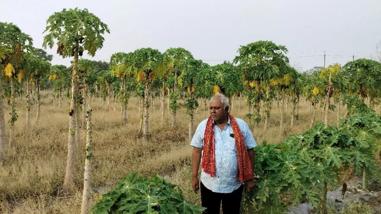 इजरायली केले... ताईवानी पपीते, बिहार के इस किसान ने ढाई गुना तक बढ़ाई इनकम; कलेक्‍टर ने भी की तारीफ