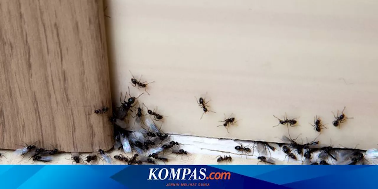 5 Cara Membasmi Semut Gula dengan Tepat