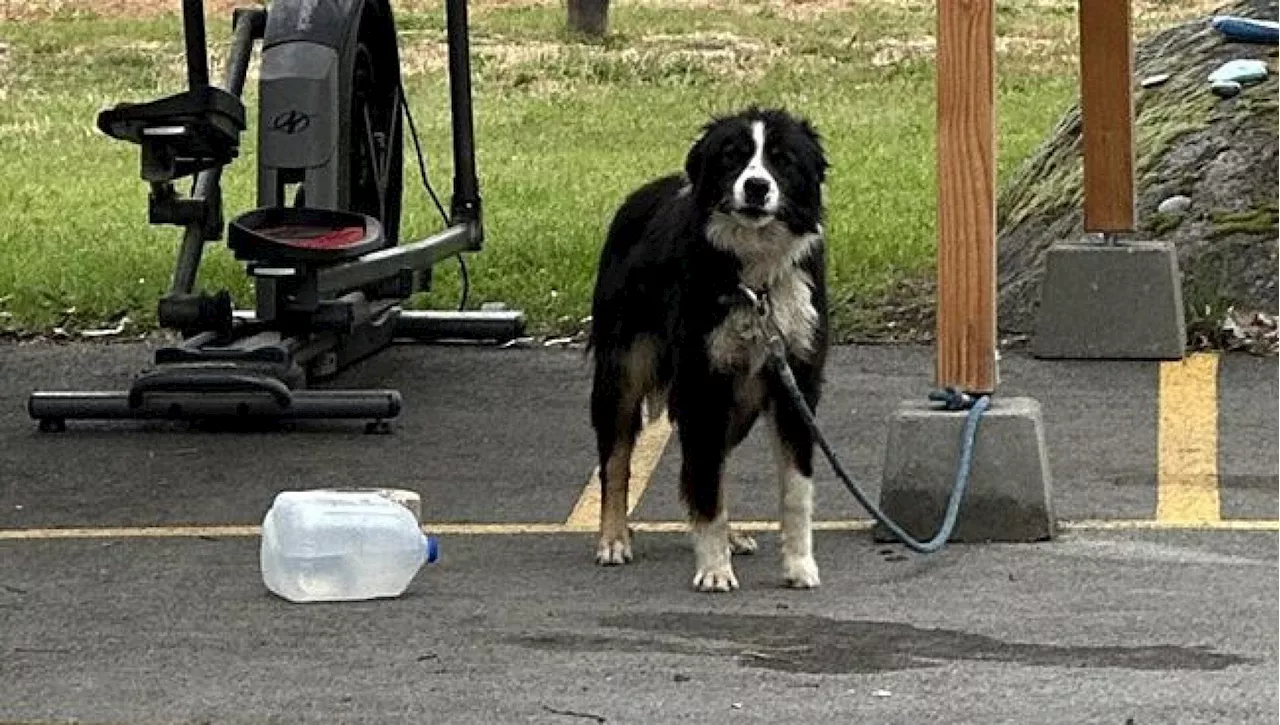 Legato a un palo in un parcheggio, l'abbandono del cane Buddy lascia senza parole